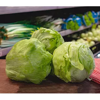 Lechuga Batavia